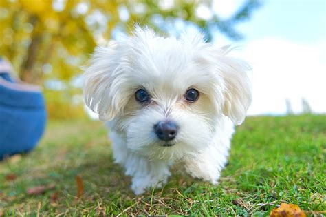 cagnolini di razza piccola